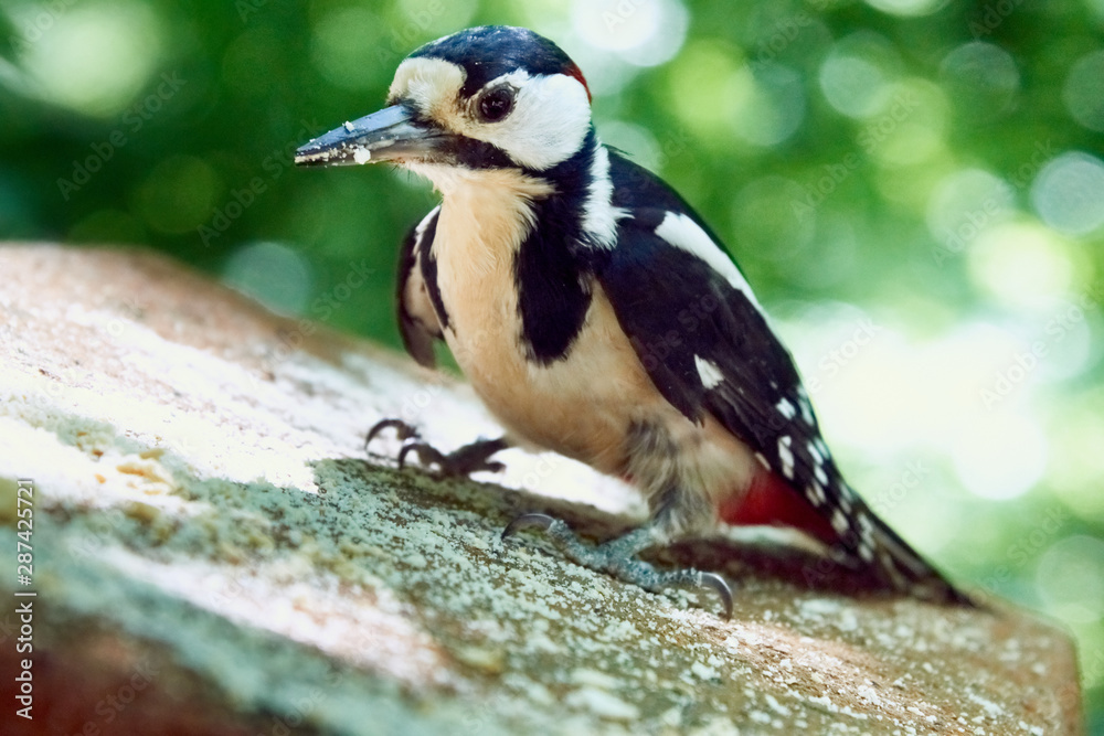 The woodpecker perched at a hollow. White-backed, male The woodpecker perched at a hollow. White-backed, male