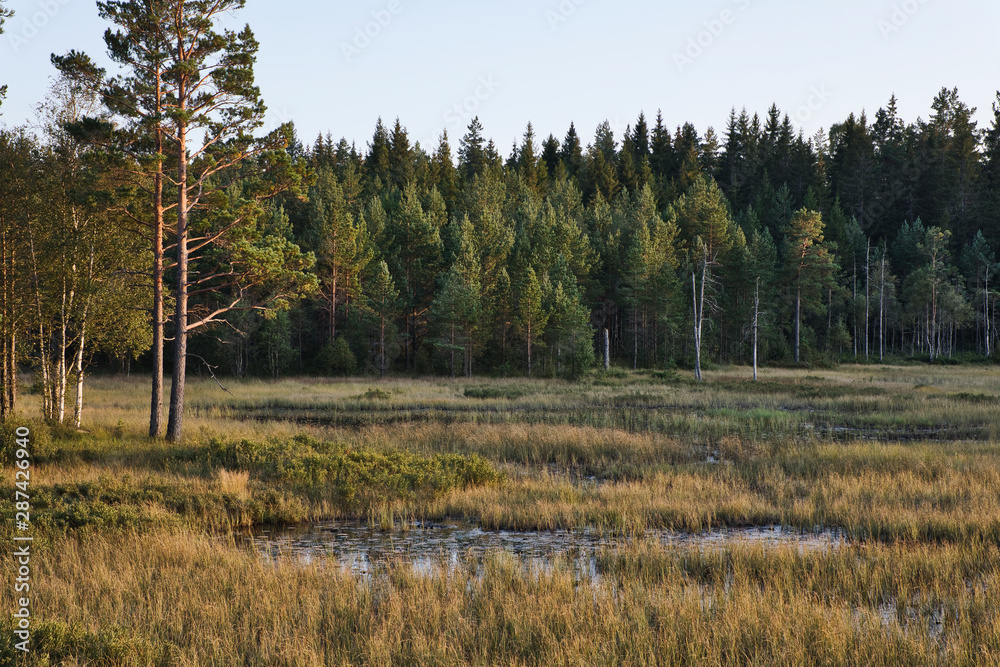 forest in southern sweden