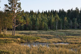 forest in southern sweden