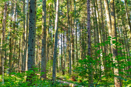 Fototapeta Naklejka Na Ścianę i Meble -  autumn forest trees. nature green wood sunlight backgrounds