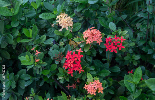 Multiple colored cluster of flowers