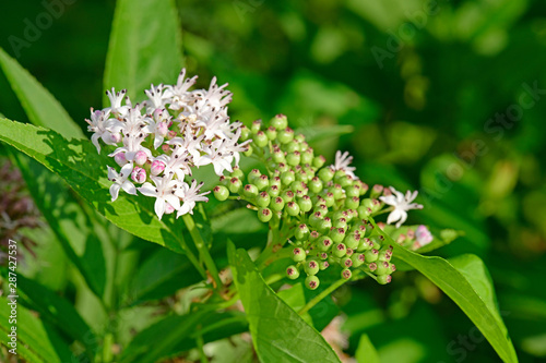 Blüten des Schwarzen Holunder (Sambucus nigra) - flowering European elder photo