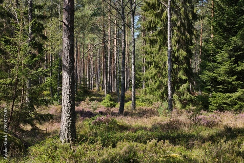 Fototapeta Naklejka Na Ścianę i Meble -  forest in southern sweden