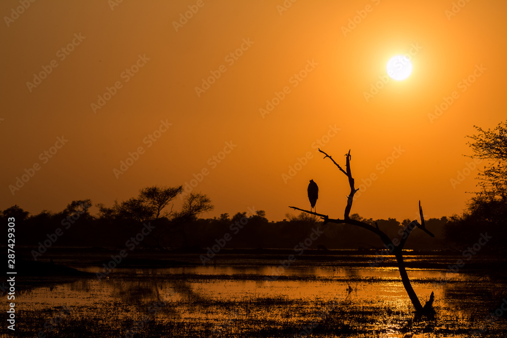 Sunset and and the Silhoutte of Birds at Keoladeo Bird Sanctuary, Bharatpur