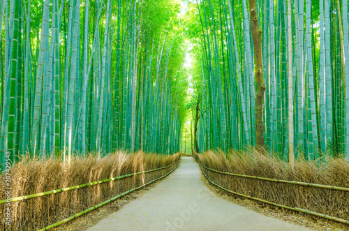 Fototapeta Naklejka Na Ścianę i Meble -  Bamboo forest ,Arashiyama Kyoto Japan.