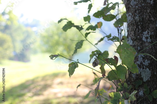 leaves on tree