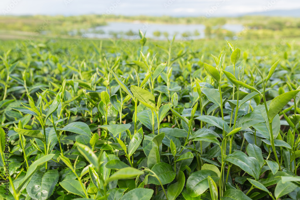 Fototapeta premium Green tea leaves in a tea plantation.