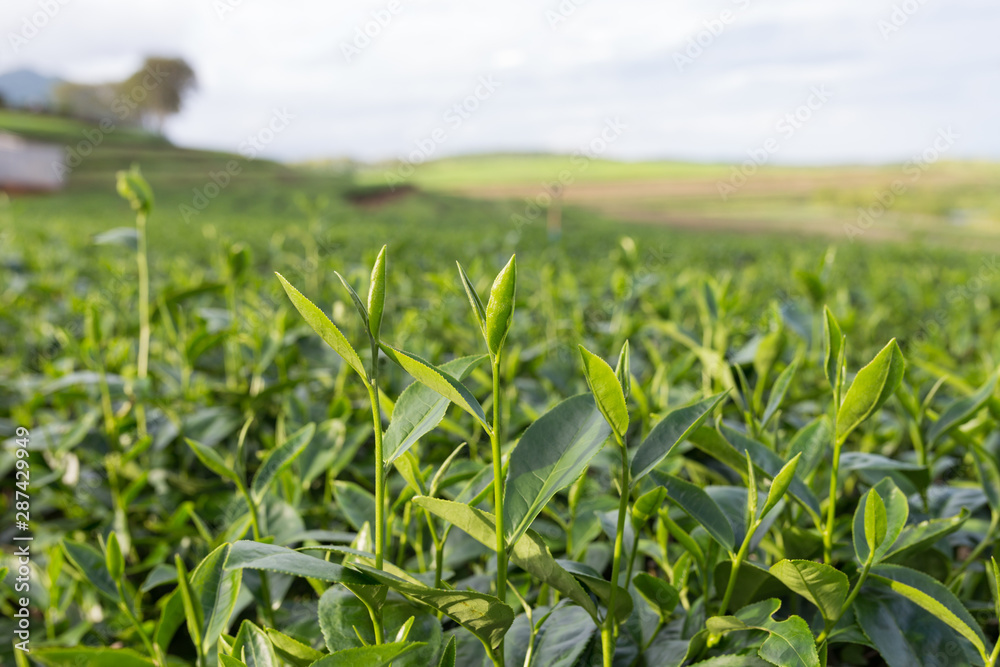 Fototapeta premium Green tea leaves in a tea plantation.