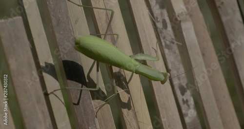 (Mantis religiosa) Une mante religieuse de couleur verte à l'affût 
