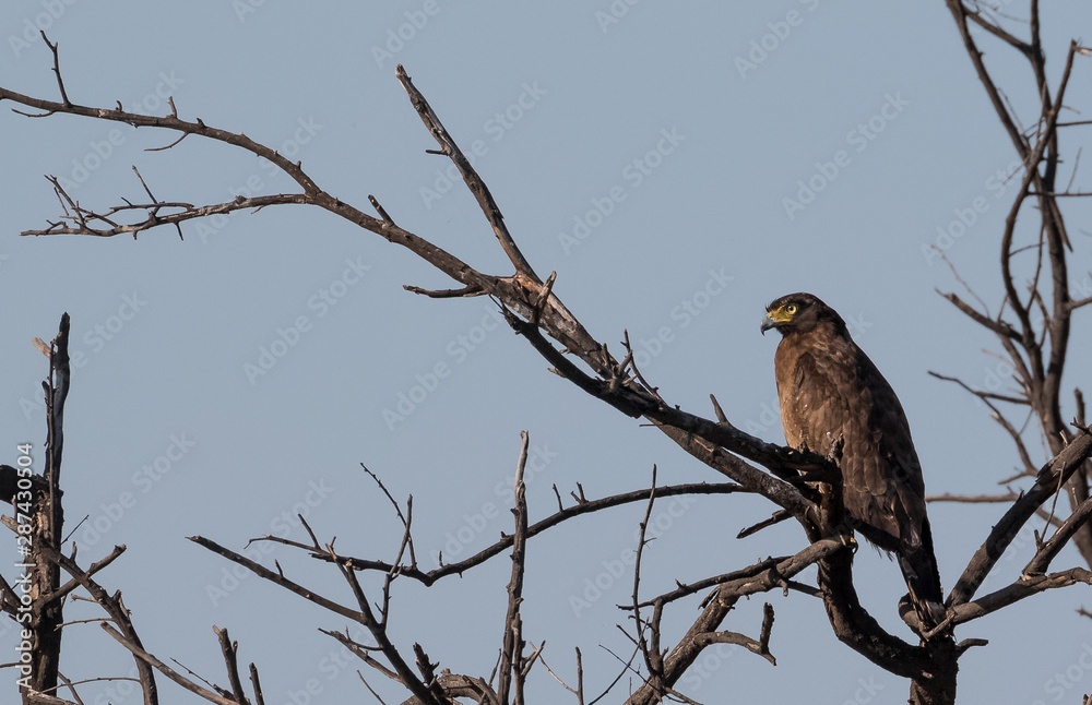 Indian Birds in their natural habitat Indian Birds in their natural habitat