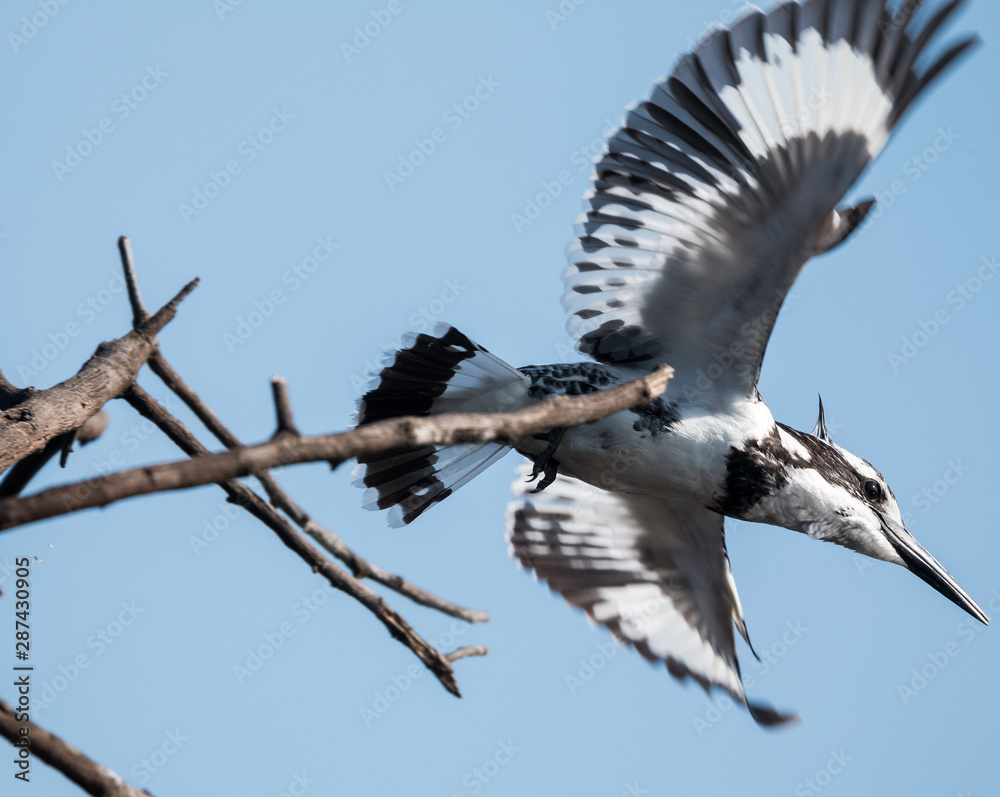 Pied Kingfisher at Keoladeo Bird Sanctuary Pied Kingfisher at Keoladeo Bird Sanctuary