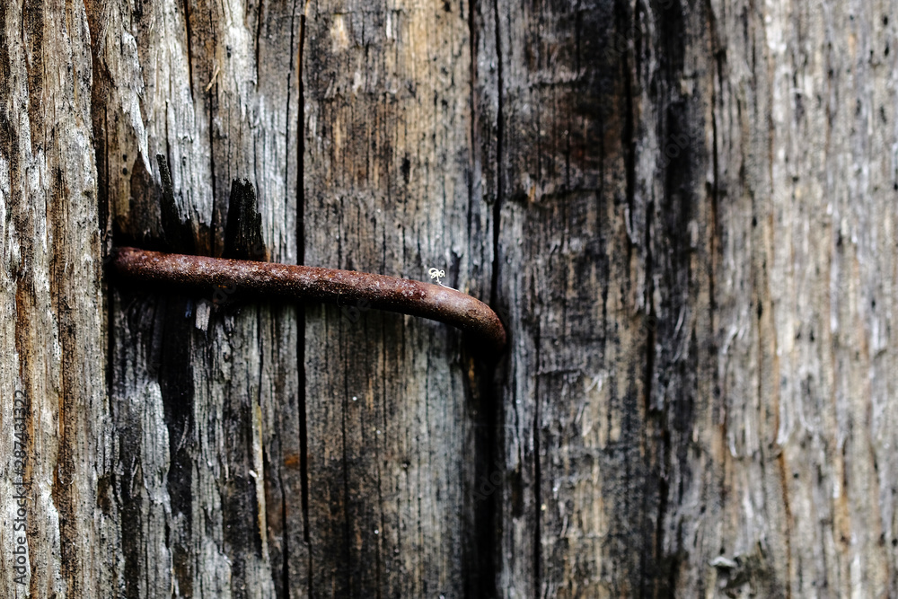 twisted rusty iron nails in an old wooden peeling surface twisted rusty iron nails in an old wooden peeling surface