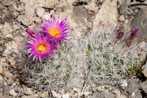 USA, Nevada, Lincoln County, Basin and Range National Monument. The spiraling pink magenta flowers of a spinystar aka common beehive cactus (Escobaria vivipara) photo
