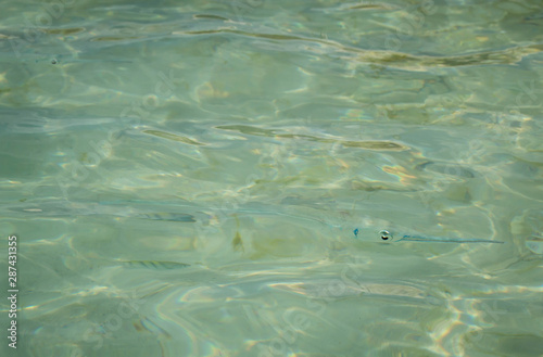 Clear fish in blue turquoise water © Jazmine