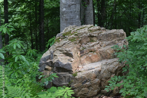 tree in the forest