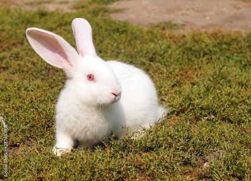 Small white rabbit on the green lawn.