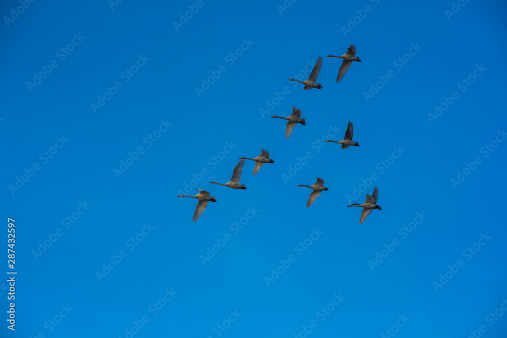 Flying whooper swans on blue sky background, Altai, Russia