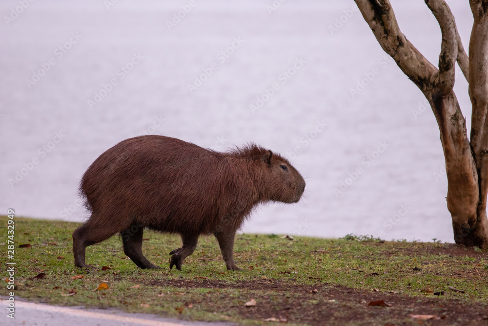 capivara capivara