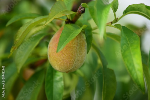 orange tree