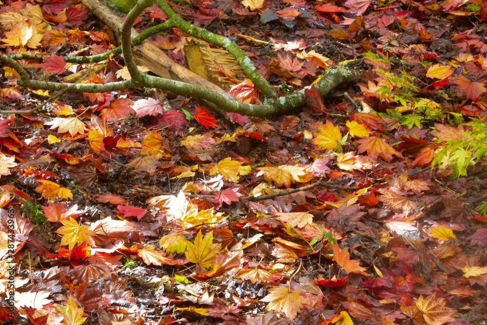 Fallen Autumn leaves on the floor