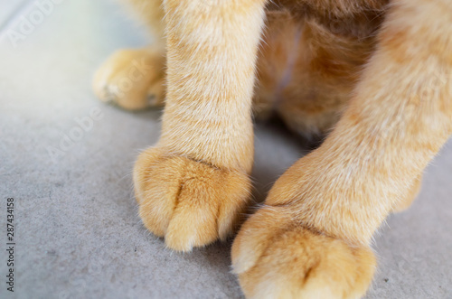 close up at orange cat foots