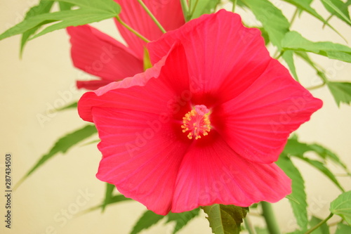 red hibiscus flower isolated on white background