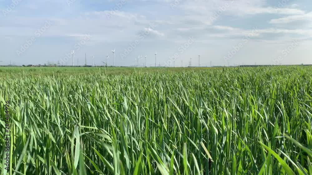 Long Uncut Green Grass Blowing With Wind Power In The Background, Eye Level Shot 4K Long Uncut Green Grass Blowing With Wind Power In The Background, Eye Level Shot 4K