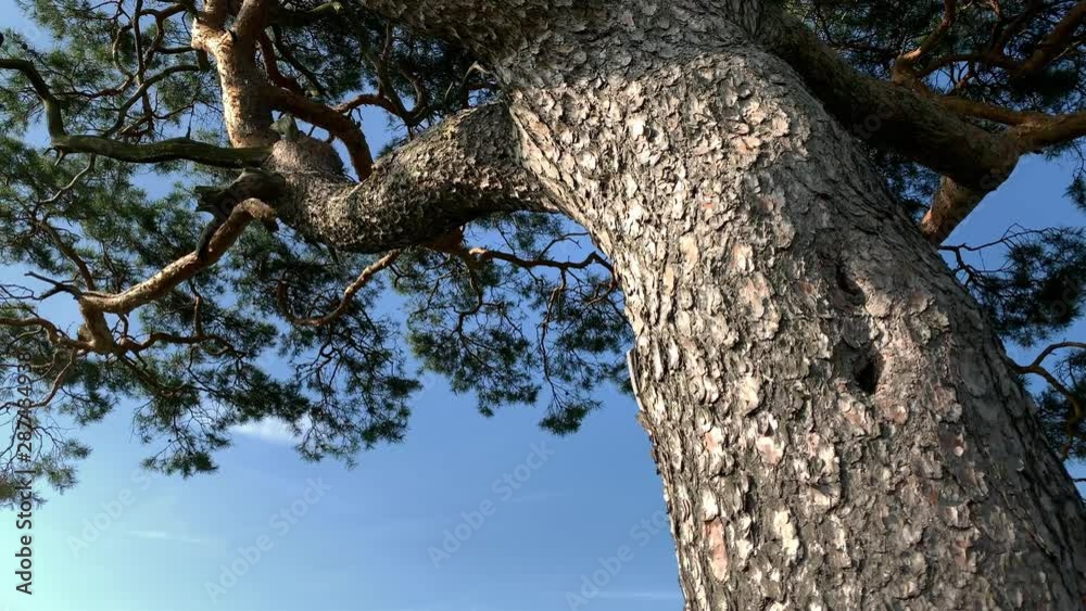 Tree Trunk and Branches Blowing In Wind in Lichtensee, Germany, Low Angle, close up, slow motion 4K