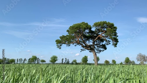 Picturesque tree under blue sky, Breeze blowing grass blades as vehicles pass along rural road. Lichtensee, Germany. photo