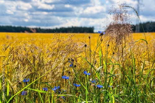 Fotografía Natürliche Feldbegrenzung