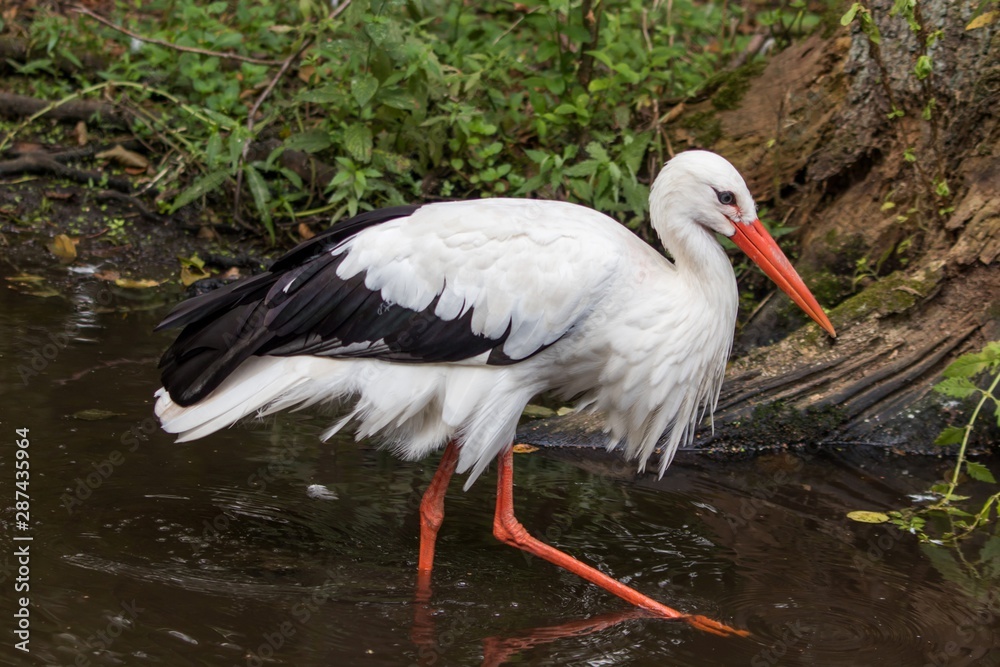 Fototapeta premium European white stork wading through flooding looking for food