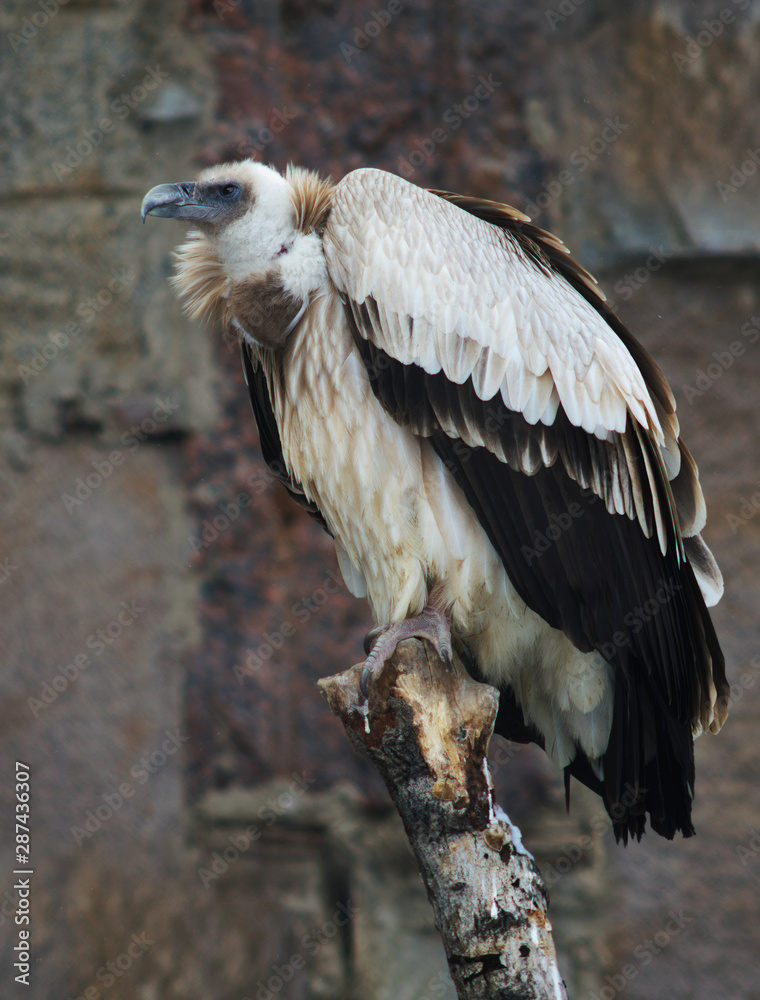 Fototapeta premium Griffon Vulture (Gyps fulvus)