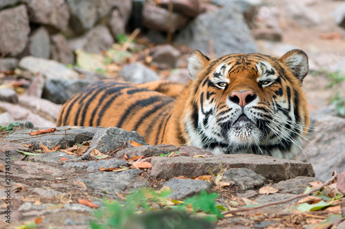 Siberian tiger in Kiev Zoo  Ukraine