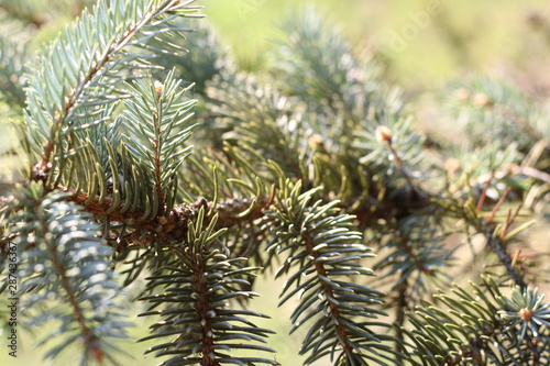 pine tree