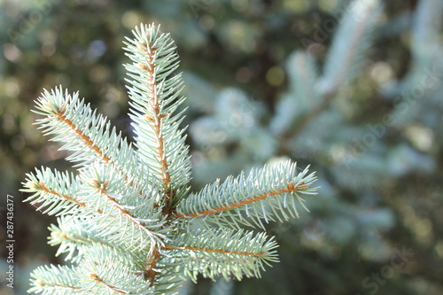 pine tree