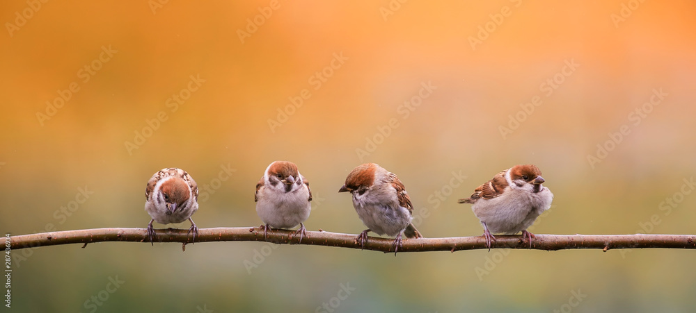 Naklejka many small birds sparrows sitting on a branch in the warm sun, summer garden