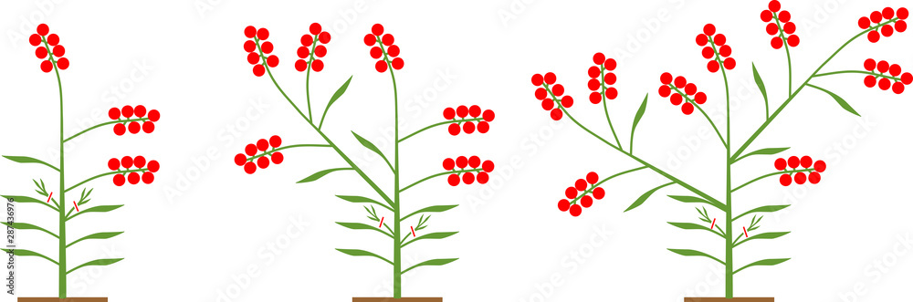 Scheme of formation Dwarf tomato varieties Scheme of formation Dwarf tomato varieties