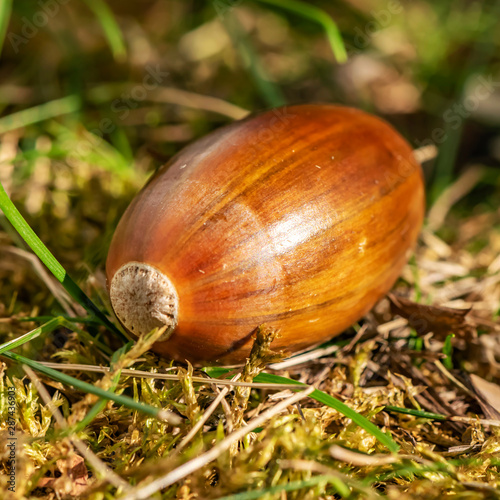 Acorn (Quercus) lying between grass at an autumn and sunny day.