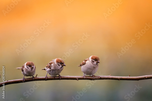 three little funny bird sparrows sitting on a branch in the Sunny warm summer garden
