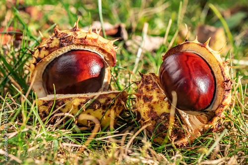 Chestnuts (Aesculus Hippocastanum) lying between grass at an autumn and sunny day.