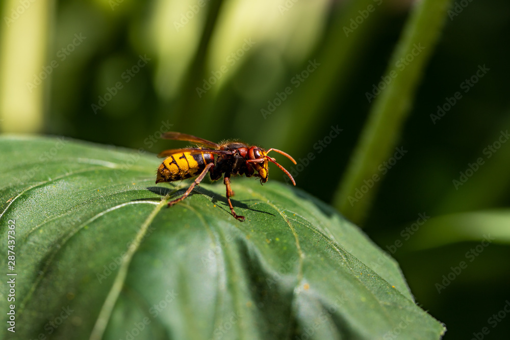 Close-up of European hornet on the green leaf Close-up of European hornet on the green leaf