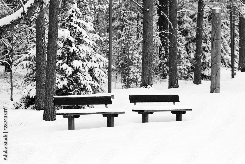Bench in a forest covered with snow