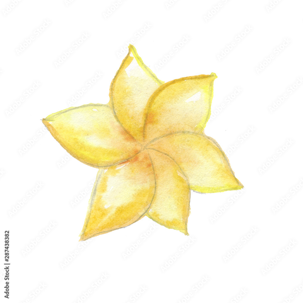 Fototapeta premium Yellow plumeria. Bright tropical leaves of saturated green colors and multi-colored flowers of the rainforest. Watercolor hand-drawn illustration
