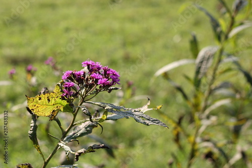 pink flowers in garden