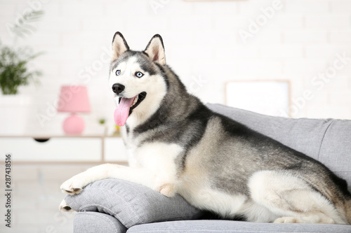 Husky dog lying on the couch at home