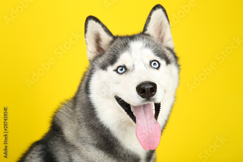 Fototapeta Naklejka Na Ścianę i Meble -  Husky dog on yellow background