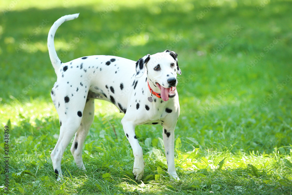 Dalmatian dog playing on the grass in the park