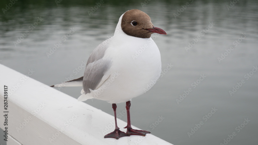 Obraz premium seagull on beach