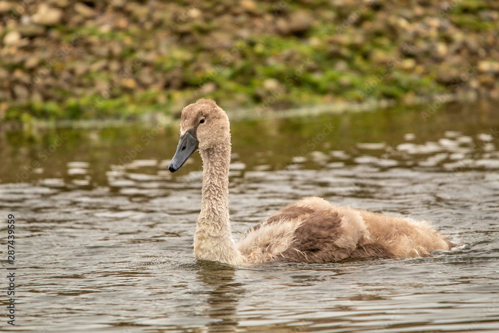 A Young Cygnet Swimming Up a River
