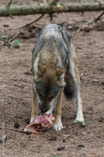 grey wolf  canis lupus  eating meat in the euopean forest
